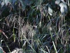 Glyceria arundinacea