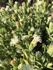 Brickellia greenei
