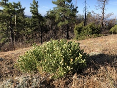 Brickellia greenei