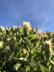 Brickellia greenei