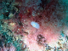 Nudipleura