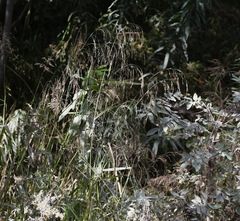 Glyceria arundinacea
