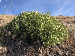 Brickellia greenei