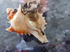 Notomegabalanus decorus