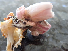 Notomegabalanus decorus