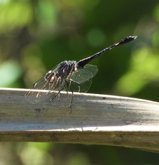 Macrodiplax balteata