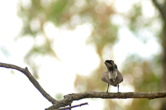 Rhipidura rufiventris