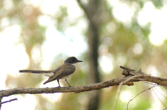 Rhipidura rufiventris