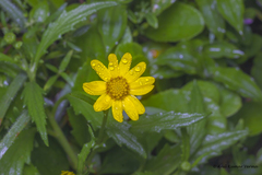 Wedelia urticifolia