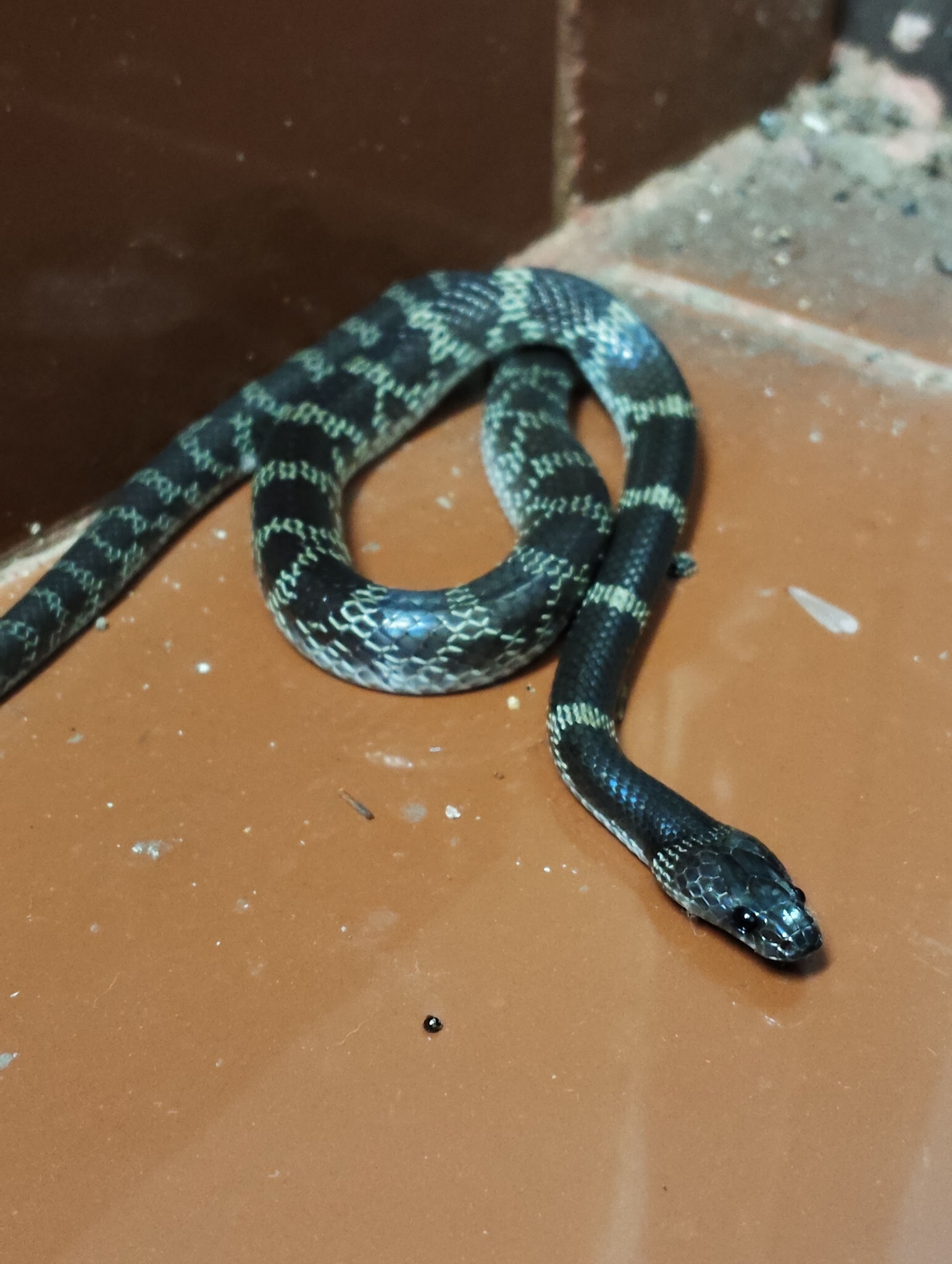 Travancore Wolf Snake