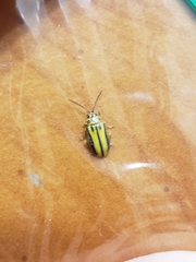 Xanthogaleruca luteola