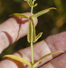 Scutellaria yezoensis
