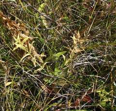 Scutellaria yezoensis