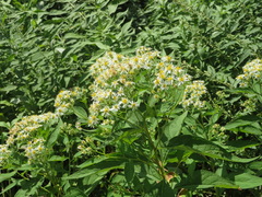Aster glehnii hondoensis