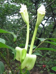 Dolichandrone spathacea