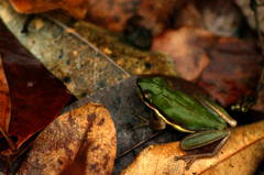 Litoria bicolor