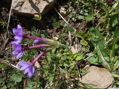 Primula halleri