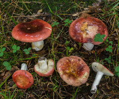 Russula graveolens