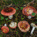 Russula graveolens - Photo (c) Enrico Tomschke, some rights reserved (CC BY), uploaded by Enrico Tomschke