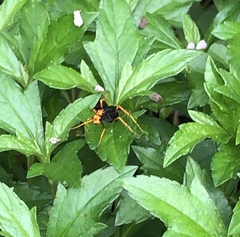Leptodialepis bipartitus