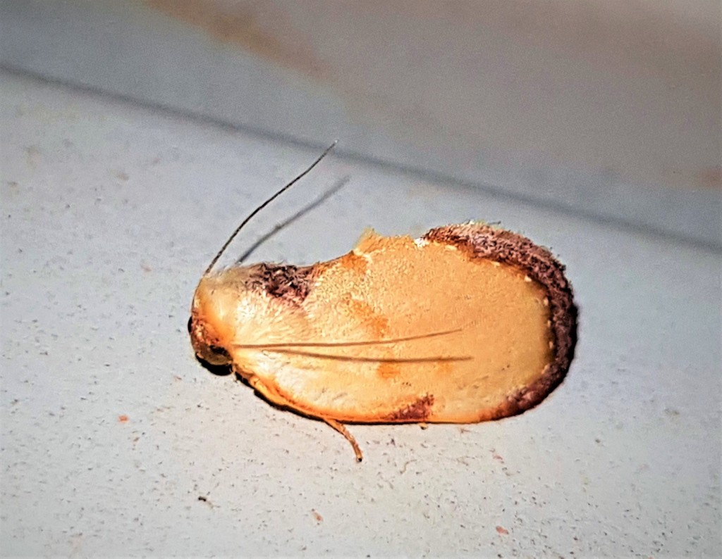Maschane ciliata