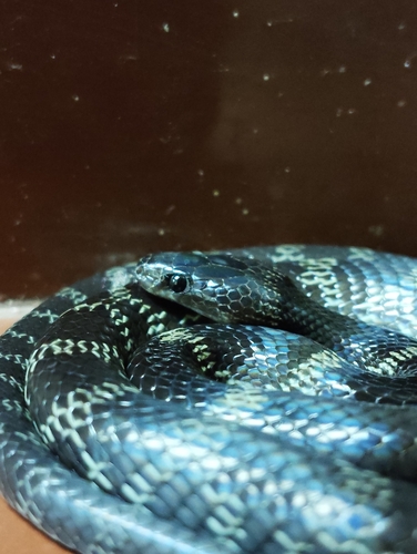 Travancore Wolf Snake