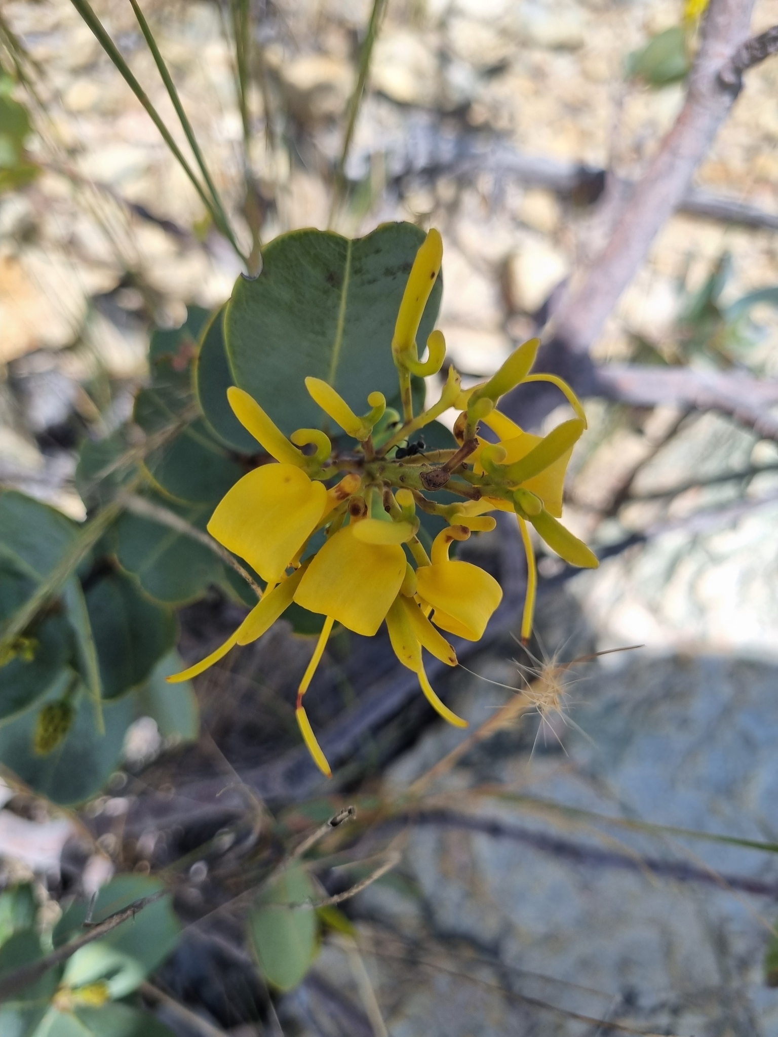 Vochysia elliptica