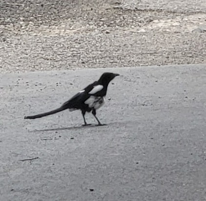 Oriental Magpie