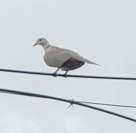 Eurasian Collared-Dove