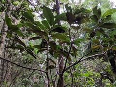 Elaeodendron orientale