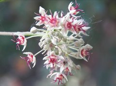 Byttneria grandifolia