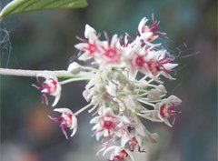 Byttneria grandifolia