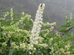 Actaea simplex