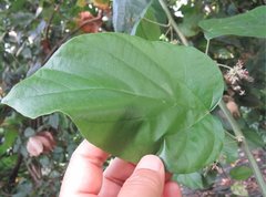 Byttneria grandifolia