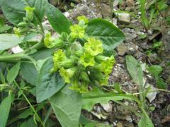 Nicotiana rustica