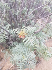 Melianthus pectinatus