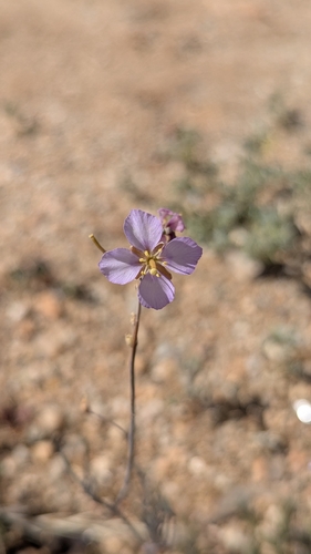 Heliophila deserticola deserticola
