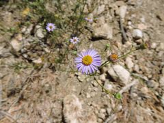 Erigeron foliosus