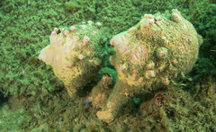 Pyura spinifera