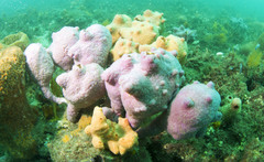 Pyura spinifera