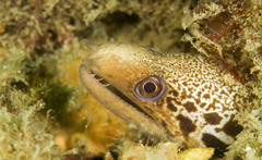 Gymnothorax cribroris