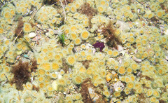 Anthothoe albocincta
