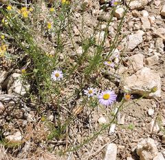 Erigeron foliosus