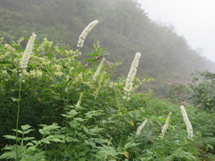 Actaea simplex