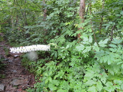 Actaea simplex