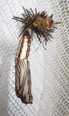 Acraea anemosa