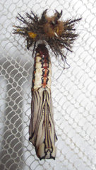 Acraea anemosa