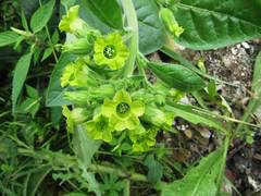 Nicotiana rustica