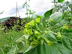 Nicotiana rustica