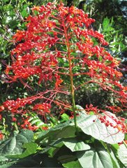 Clerodendrum japonicum
